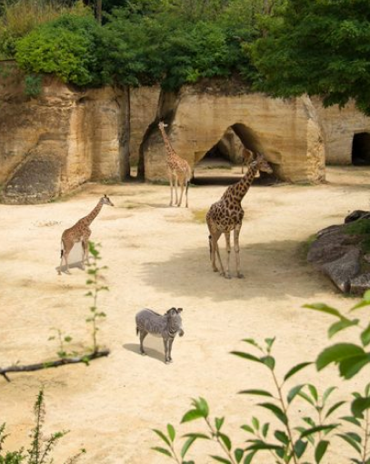 Photo de trois girafes et un zèbre dans un enclos d'un zoo.