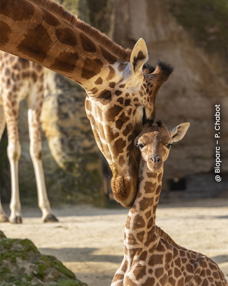 Bioparc de Doué-la-Fontaine @ P. Chabot